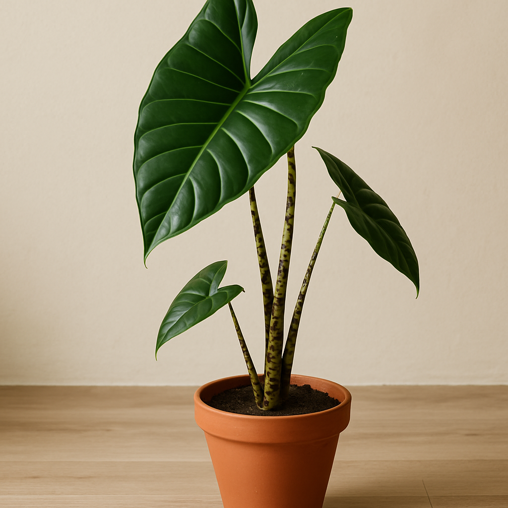 Alocasia zebrina (Olifantsoor)