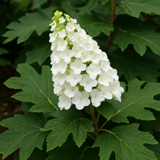 Hortensia quercifolia (Eikenblad hortensia)