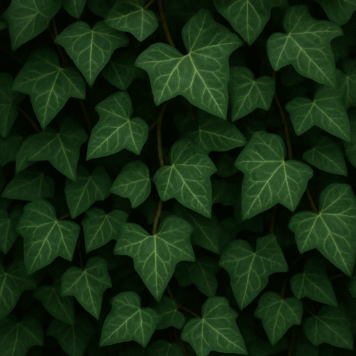 Klimop (Hedera helix)